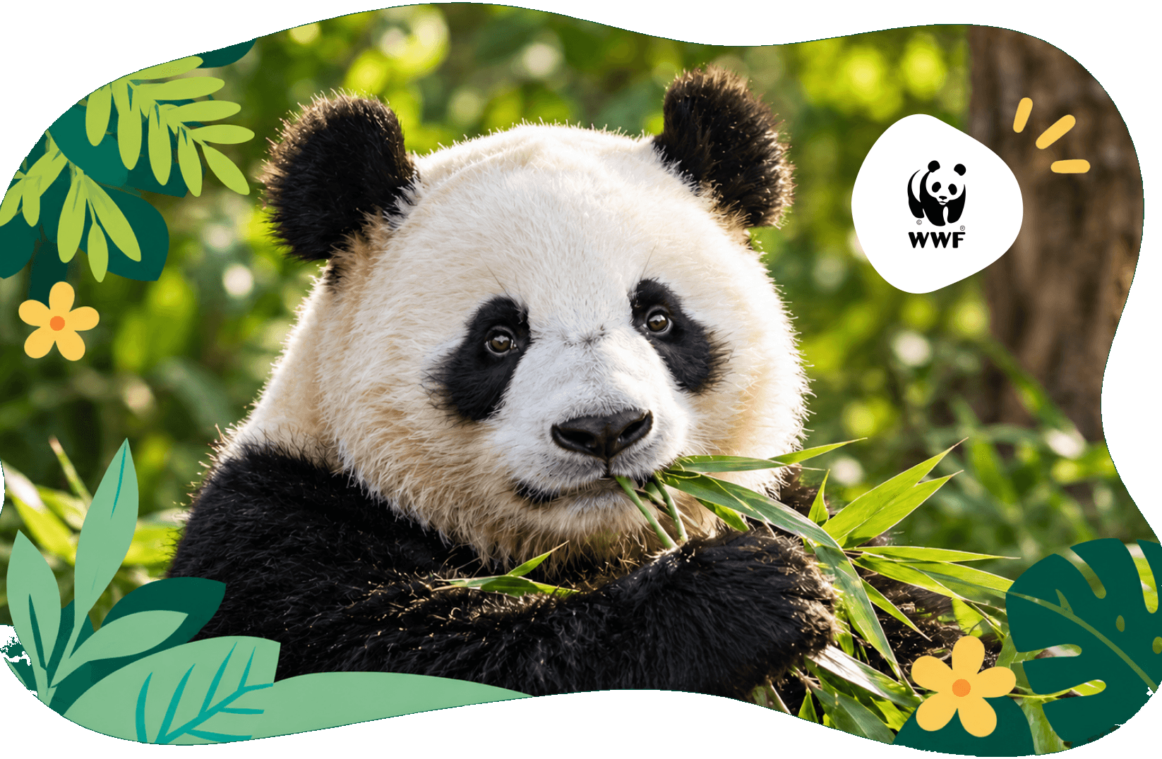 Een reuzenpanda die bamboe eet, met het WWF-logo